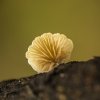 Schizophyllum Commune